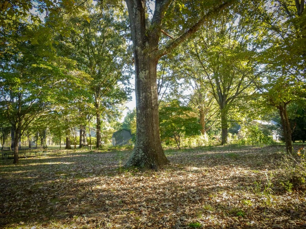 I don't think they've tried to climb any of the trees yet, but there's always tomorrow. Cyclops enjoyed this view of the area near the trampoline (barely visible in the far left of the image). 