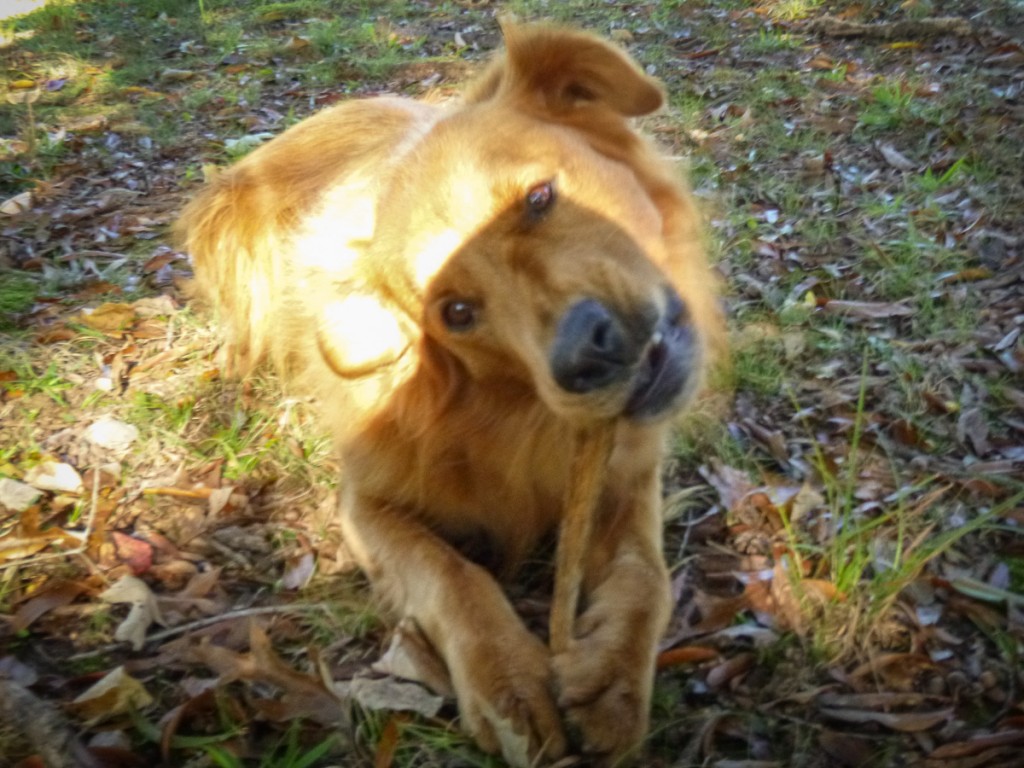 I know dogs like peanut butter, and pretty much anything having to do with meat...but I've never seen them eat sticks like Chestnut. Cyclops thought this was a fun moment.