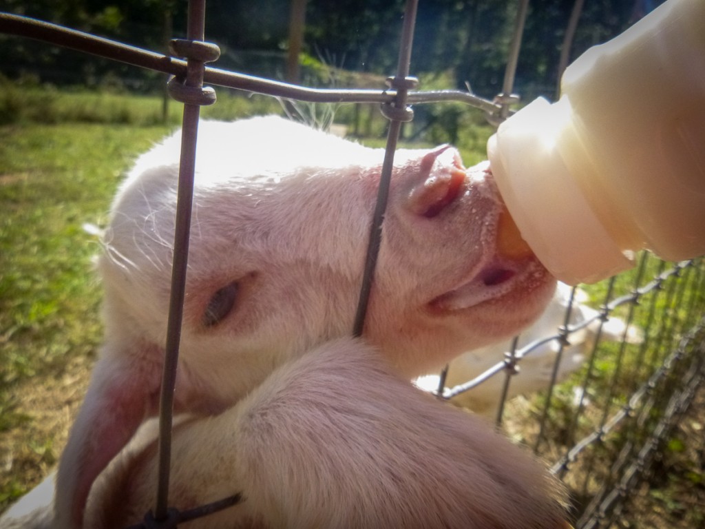 Hero is still bottle-fed daily. He's a messy eater, with lots of slobber and stuff. He even forgets his manners and tries to climb the fence to get closer to his food. Silly goat.