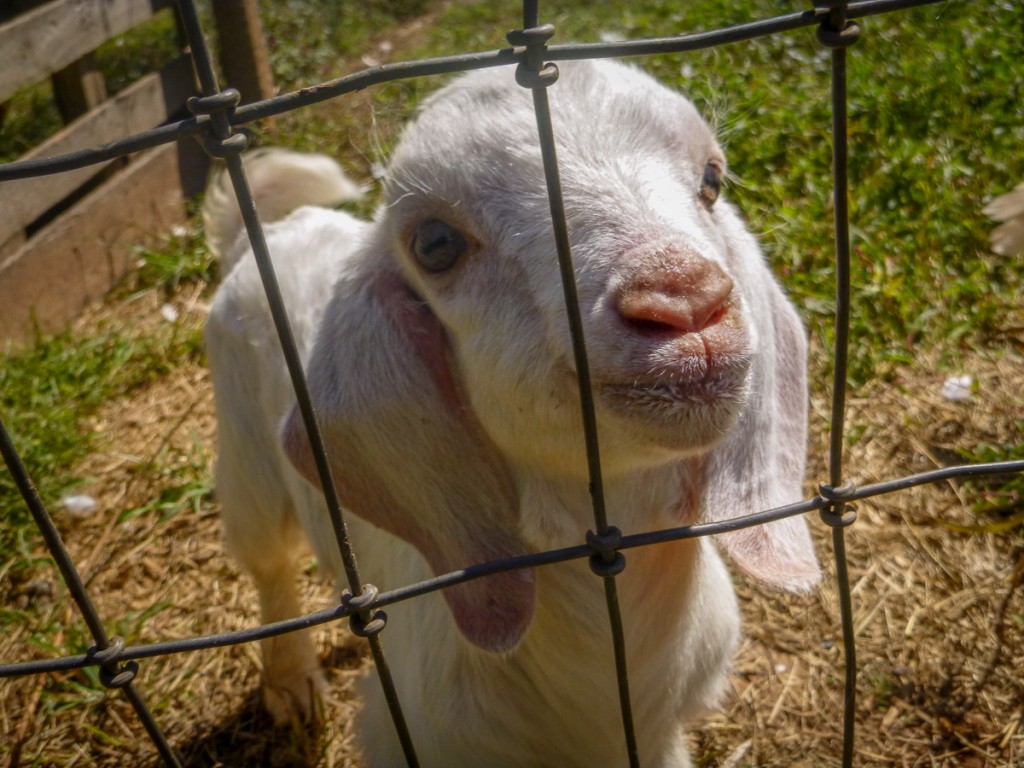 There's a baby goat on the property. Hero was adopted when he was one day old. He's quite small, and very human friendly. Wolverine loves helping with his care.