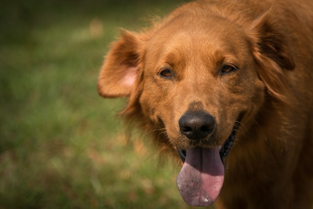 This is Chestnut. Ironically, that's both his name and his color. Kinda like brownies. He was fun, and pants and licks and follows really well.