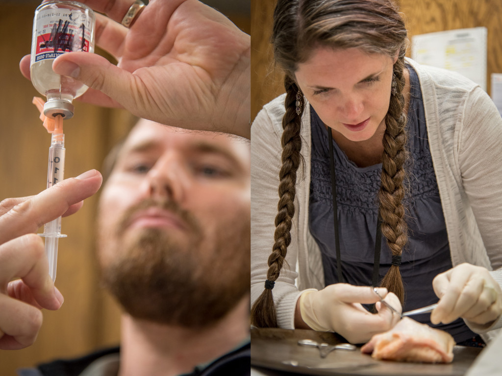 John draws up the anesthetic, while Kristi works on the sutures she put in her chicken.