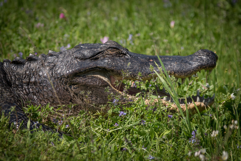 This guy was hanging out on the road we were walking on. We waited about 15 minutes for him to mosey over to the side of the road before we attempted to pass. He was happy, hanging out in the bright midday sun, humans notwithstanding.